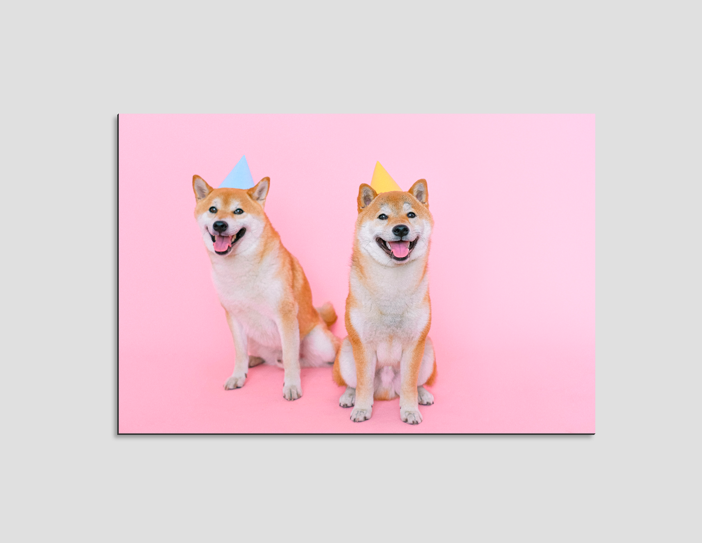 FIESTA DE SHIBA INUS