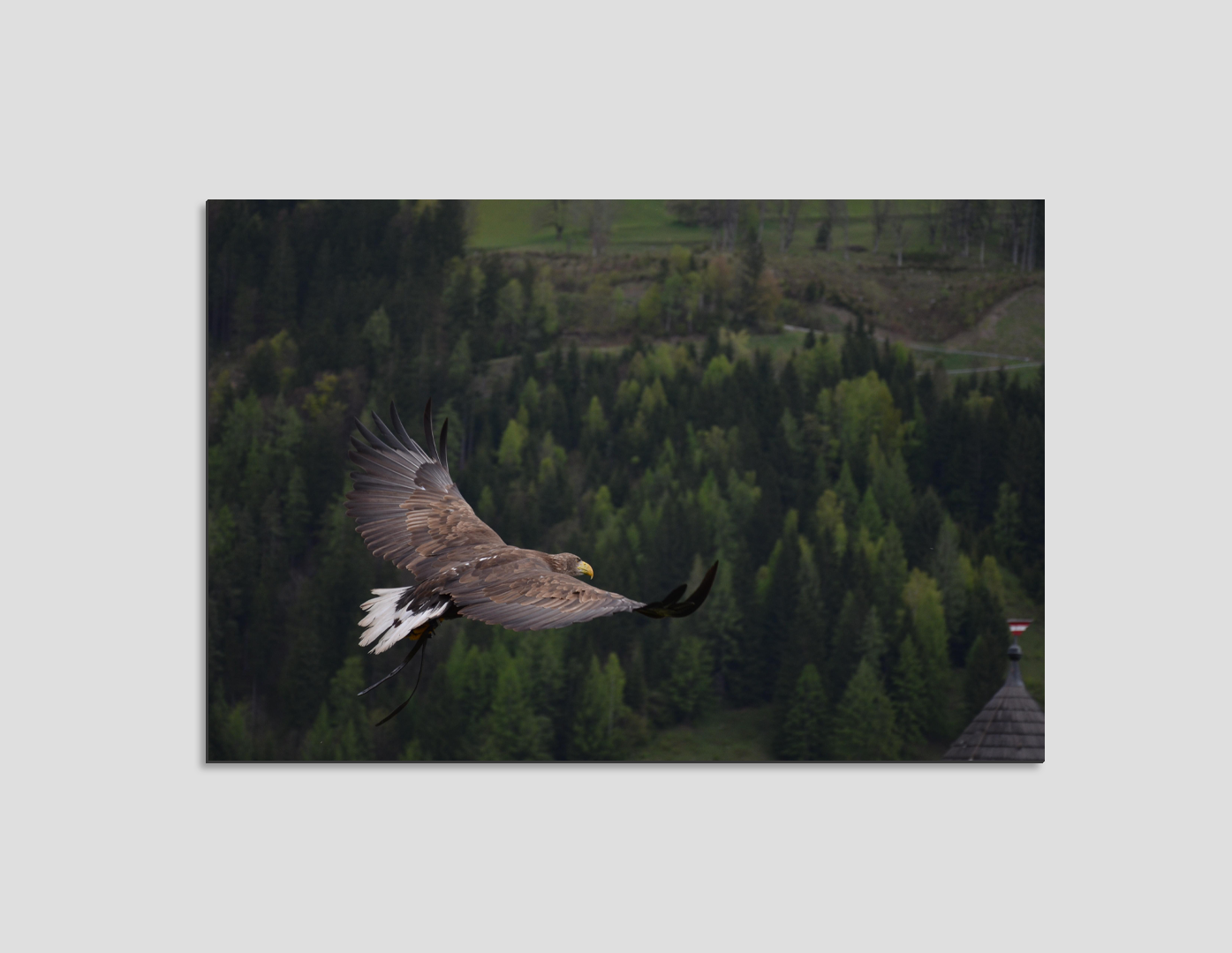 AGUILA SOBRE BOSQUE