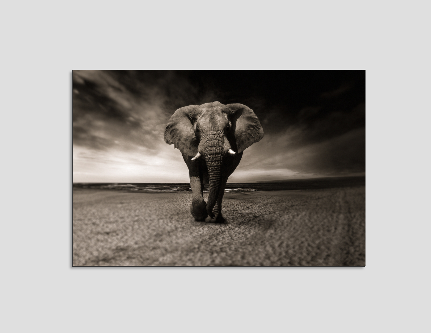 ELEFANTE BLANCO Y NEGRO