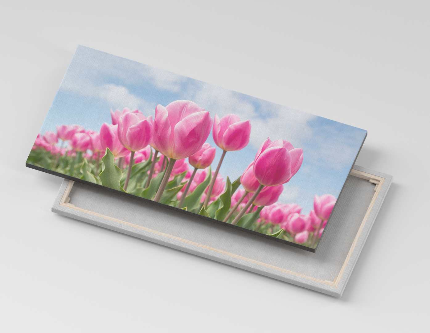 TULIPANES ROSAS
