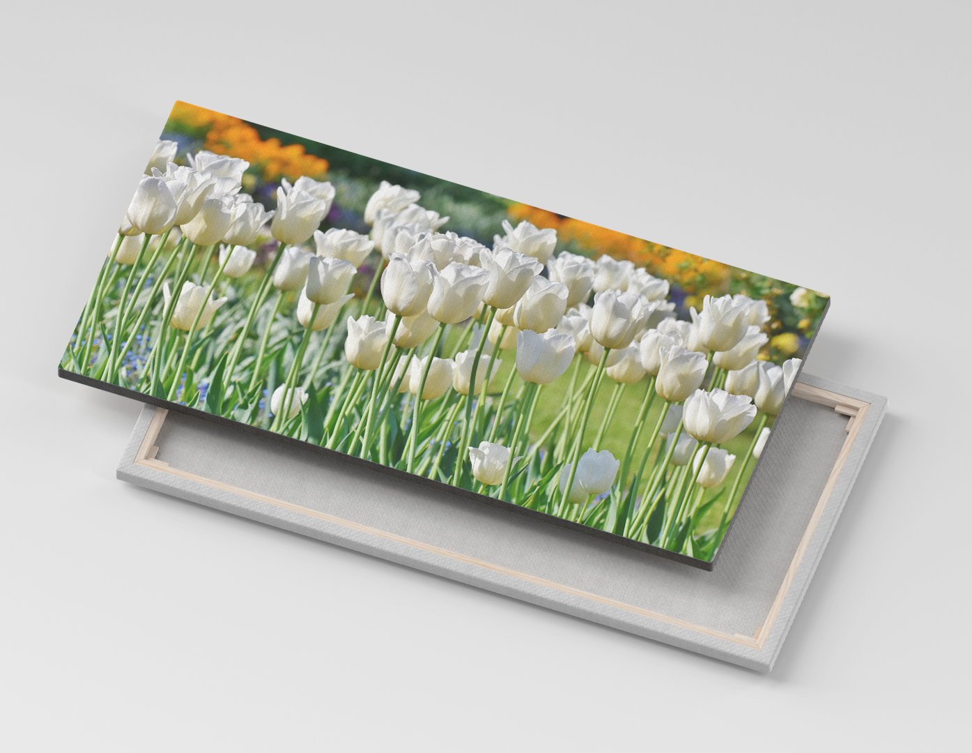 TULIPANES BLANCOS