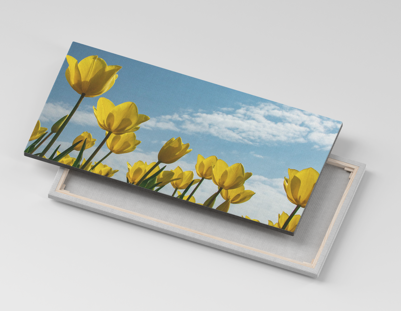 TULIPANES AMARILLOS