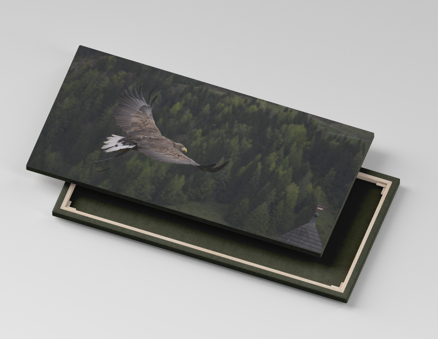 AGUILA SOBRE BOSQUE